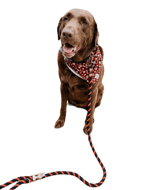 5 BENEFITS TO WALKING YOUR DOG EVERY DAY FOR BOTH OF YOU. - Cluff CO LLC