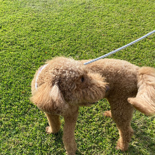 5 Dog Walking Tips for Dog Walkers! - Cluff CO LLC